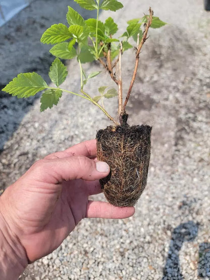 1 - 12 Heritage Raspberry Starter Plants - Ever Bearing - Dark Red Berries | www.seedsplantworld.com