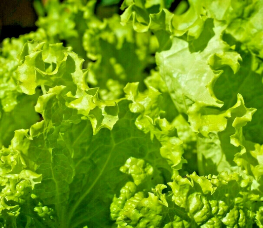 1500 Lettuce Black Simpson Vegetable Seeds | www.seedsplantworld.com