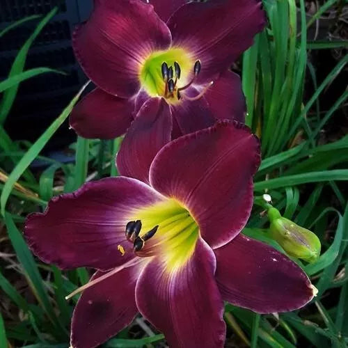 1 Daylily Strutter'S Ball Bare Root Bulb Plant Perennial Reblooming Hemerocallis Bulbs Plant | www.seedsplantworld.com