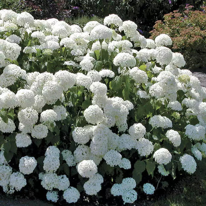 Old Fashion Snowball Viburnum Live Plant 4" Pot | www.seedsplantworld.com