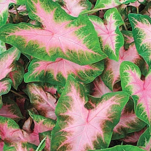 5 Shade Loving Kathleen Caladium Bulbs Spring Shipping Heart Shaped Leaves Bulbs Plant