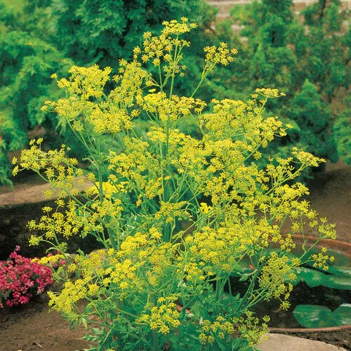 500 Bouquet Dill Seeds Heirloom Non-GMO Herb Seeds | www.seedsplantworld.com