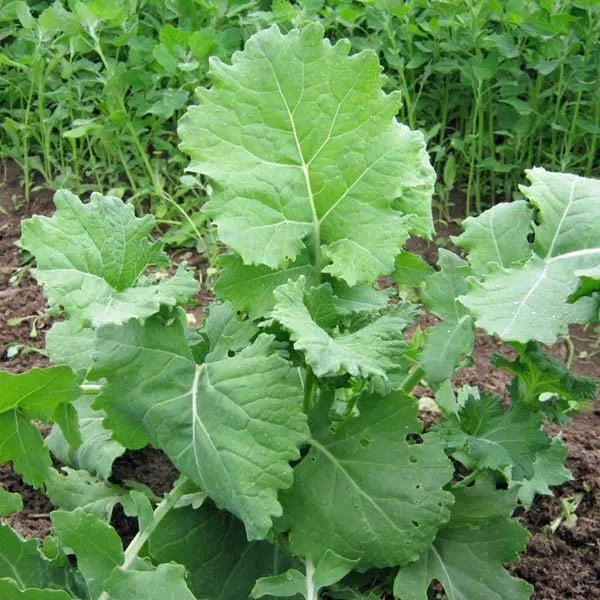 300 Dwarf Siberian Kale Seeds Non-GMO Vegetable Seeds | www.seedsplantworld.com