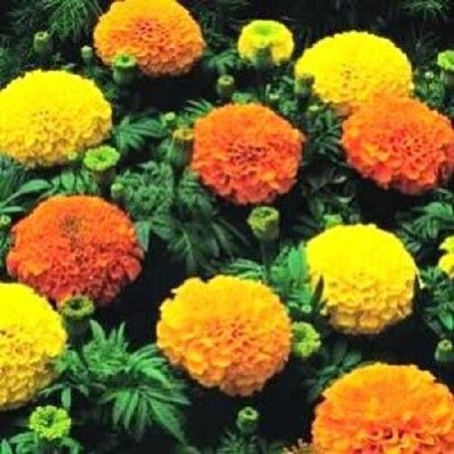 250 African Marigold Crackerjack Mixed Color Tagetes Erecta Flower Seeds | www.seedsplantworld.com