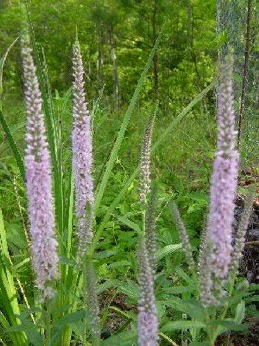 50 Light Pink Veronica Longifolia / Spike Speedwell Flower Seeds | www.seedsplantworld.com