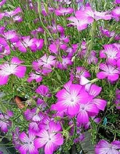 50 Milas Rose Corn Cockle Agrostemma Githago Pink Flower Seeds | www.seedsplantworld.com