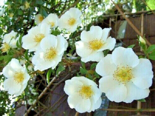 10 White Japanese Rose Rosa Rugosa Alba Bush Shrub Flower Seeds | www.seedsplantworld.com