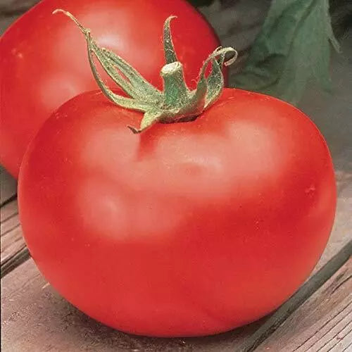 10 Burpees Big Boy Tomato Seeds (Hybrid) Non-GMO Vegetable Seeds | www.seedsplantworld.com