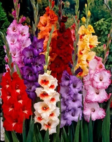 12 Hybrid Gladiolus Mixture Flower Bulbs Makes Gorgeous Arrangements Bulbs Plant
