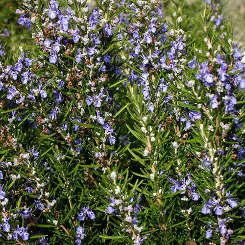 25 Rosemary Seeds Heirloom Non-GMO Herb Seeds | www.seedsplantworld.com