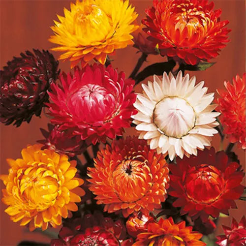 150 Tom Thumb Mix Strawflower Seeds Flower Seeds | www.seedsplantworld.com