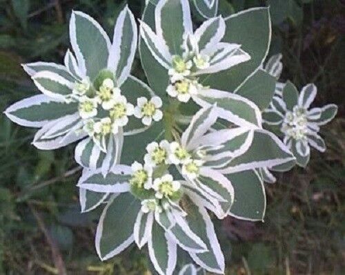 20 Snow On The Mountain Euphorbia Marginata Flower Seeds | www.seedsplantworld.com