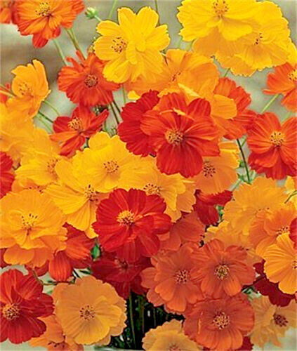 300 Bright Lights Cosmos Mix Mixed Colors Red Orange Yel Bipinnatus Flower Seeds | www.seedsplantworld.com