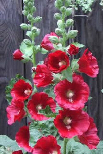 50 Hollyhock Country Romance Mix Alcea Rosea Flower Seeds | www.seedsplantworld.com