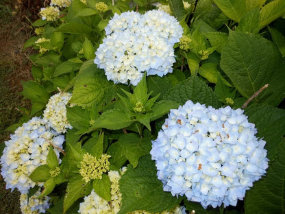 Nikko Blue Hydrangea Live Plant  6-10" In Height In A 3" Pot