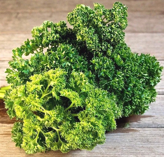 500 Triple Curled Parsley Seeds Heirloom Non-GMO Herb Seeds | www.seedsplantworld.com