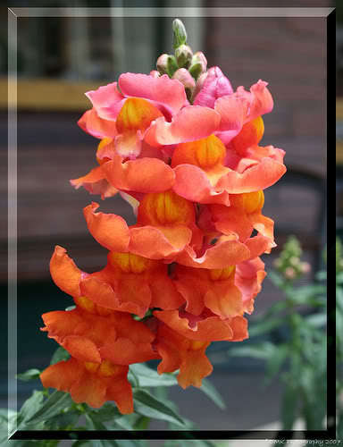 250 Orange Wonder Snapdragon Antirrhinum Majus Flower Seeds | www.seedsplantworld.com