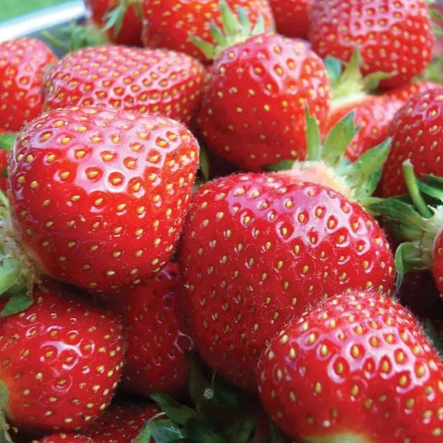 5 Ozark Everbearing Live Strawberry Plants Non Gmo Fruit Plants