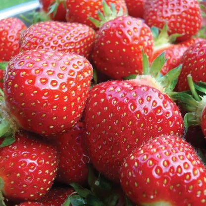 5 Ozark Everbearing Live Strawberry Plants Non Gmo Fruit Plants