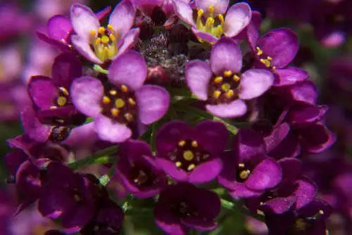 100 Easter Bonnet Alyssum Lobularia Maritima Flower Seeds | www.seedsplantworld.com