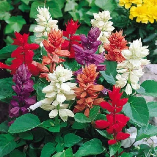 100 Palisades Mixed Colors Salvia Viridis Horminum Sage Flower Seeds | www.seedsplantworld.com