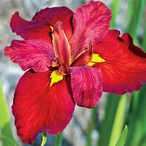 1 Louisiana Iris Ann Chowning Bare Root Rhizome Velvety Red Flowers Rooted Plant