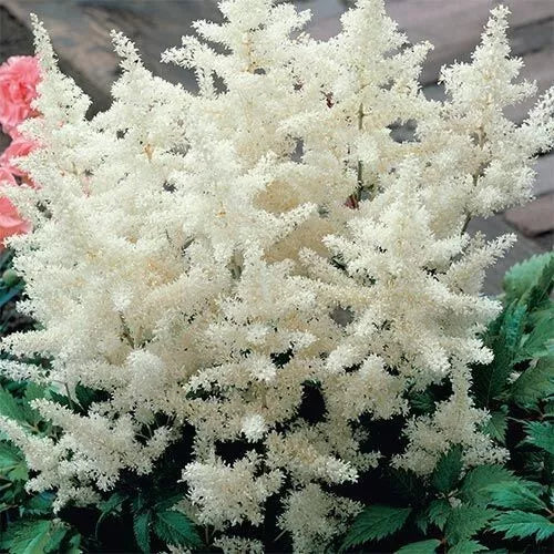 2 Astilbe White Glory Perennial Plants Great For Shade And Woodland Gardens Rooted Plant