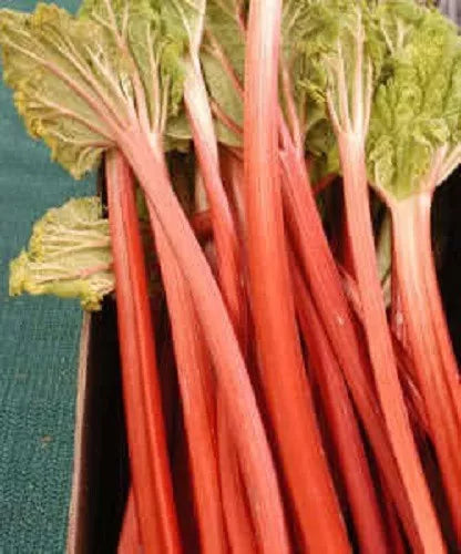 25 Victoria Rhubarb Pieplant Red Fruit Perennial Vegetable Fruit Seeds | www.seedsplantworld.com