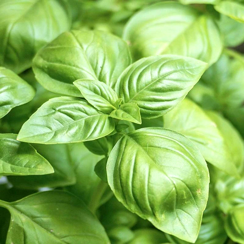 3000 Basil Spring Large Leaf Heirloom Garden Mosquito Repellent Herb Seeds | www.seedsplantworld.com