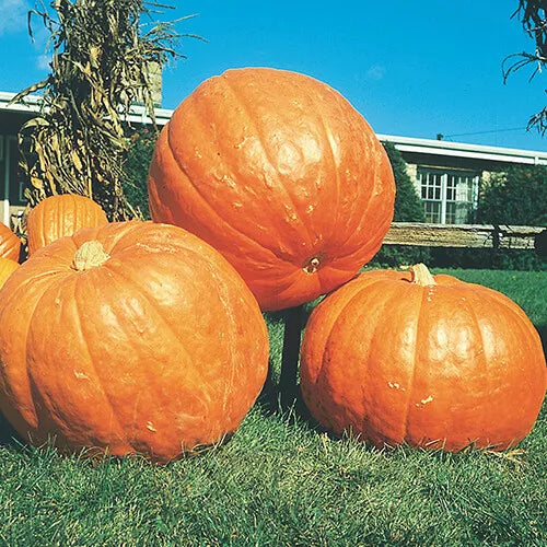 10 Big Max Pumpkin Seeds Heirloom Non-GMO Vegetable Seeds | www.seedsplantworld.com