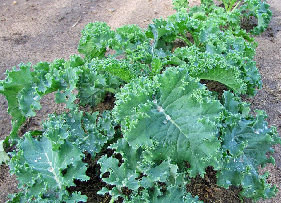 200 Kale Vegetable Seeds | www.seedsplantworld.com