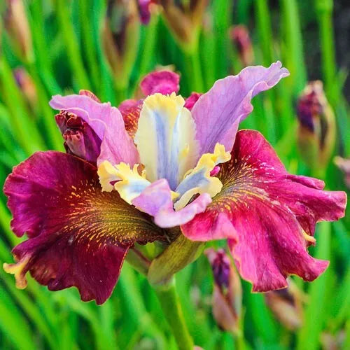 1 Cherry Fling Siberian Iris Bare Root Perennial Rhizome Delicately Ruffled Rooted Plant | www.seedsplantworld.com