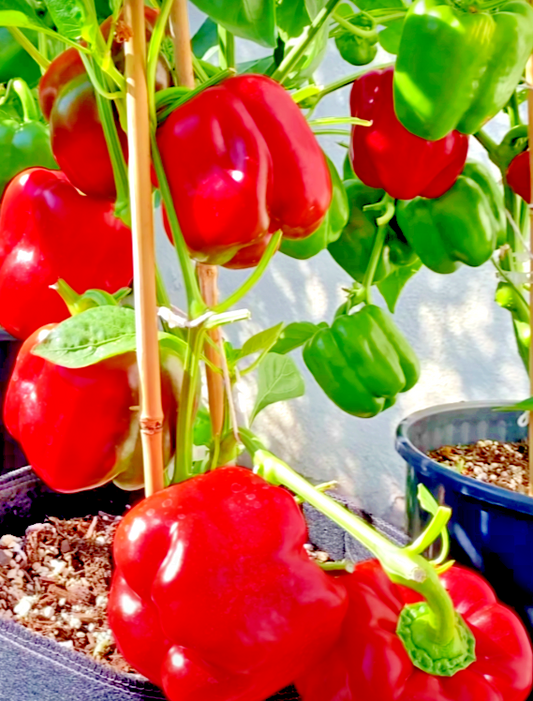 200 California Wonder Bell Pepper Mix Garden Heirloom Non-Gmo Vegetable Seeds | www.seedsplantworld.com