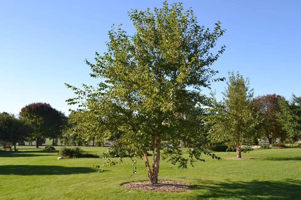 River Birch Single Stem Tree (Betulanigra) Qt Pot Live Plant In A 1 Qt. Pot, 12-18" In Height