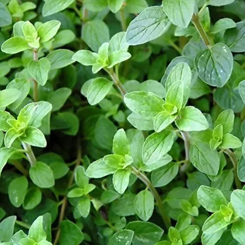 2000 Italian Oregano Seeds Heirloom Non-GMO Herb Seeds | www.seedsplantworld.com