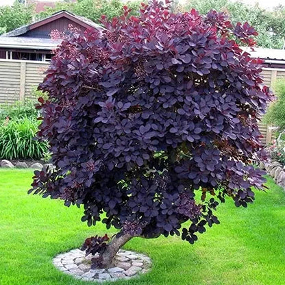 Purple Smoke Tree Live Plant 4" Pot