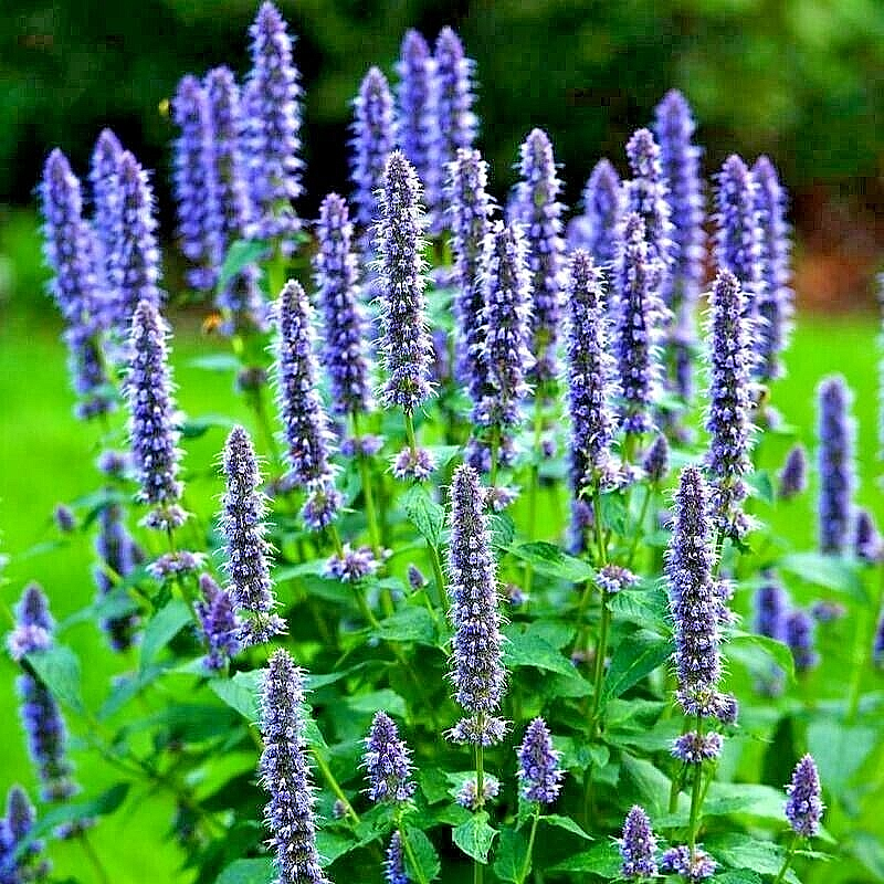 200 Korean Mint Spring Perennial Herb Mosquito Insect Repellent Hardy Herb Seeds | www.seedsplantworld.com