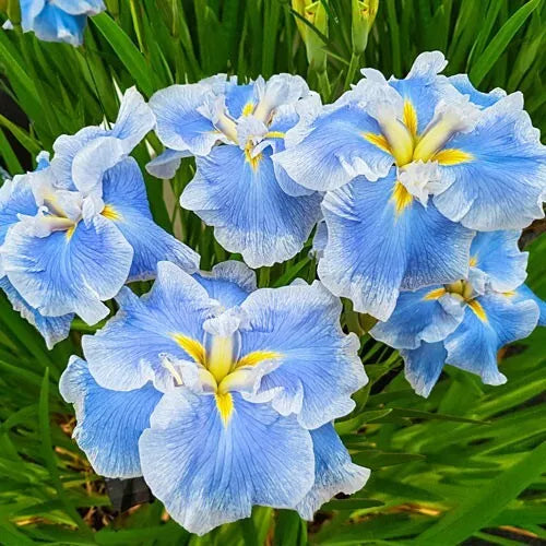 1 Japanese Iris Ice Cream Bare Root Rhizome Huge 6" Perennial Blooms Rooted Plant | www.seedsplantworld.com