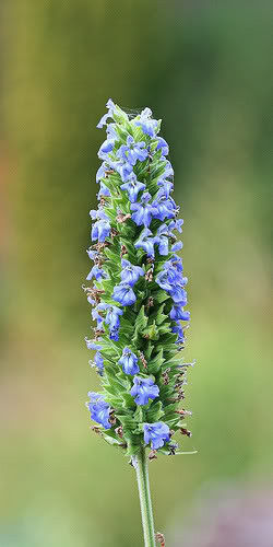 1000 Chia Salvia Hispanica / Sage Herb Flower Seeds | www.seedsplantworld.com