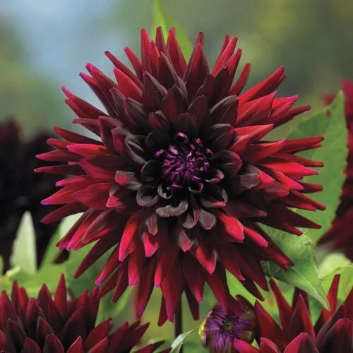 1 Black Narcissus Cactus Dahlia Bulb Tuber Clump Deep Red And Exotic Bulbs Plant