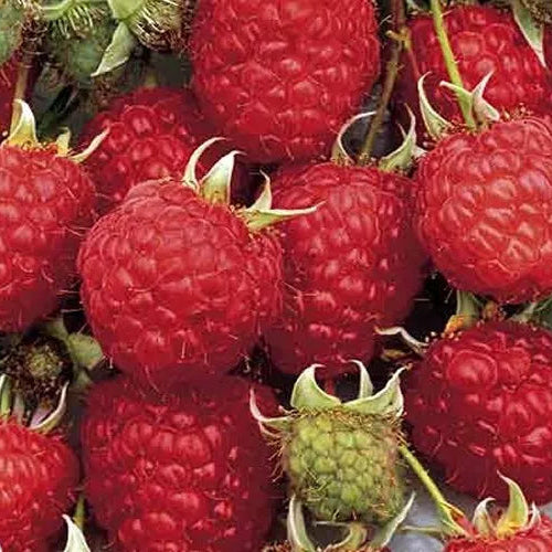 Joan J Thornless Ever Bearing Red Raspberry Potted Fruit Plants | www.seedsplantworld.com