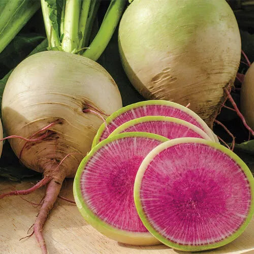 100 Watermelon Radish Seeds Non-GMO Vegetable Seeds | www.seedsplantworld.com