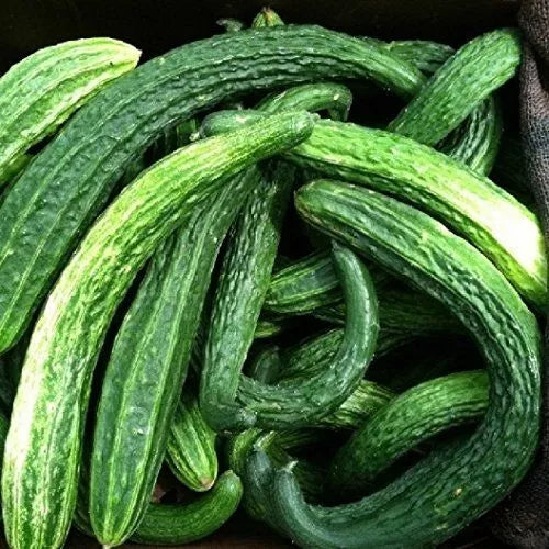 20 Suyo Long Cucumber Seeds Non-GMO Vegetable Seeds | www.seedsplantworld.com