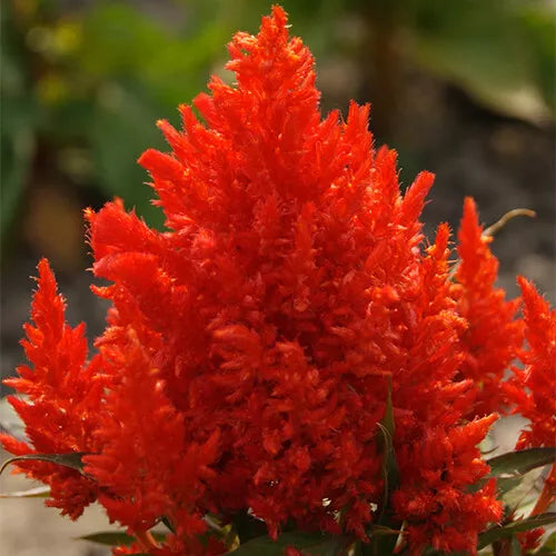 20 Scarlet Plume Celosia Seeds Non-GMO Flower Seeds | www.seedsplantworld.com