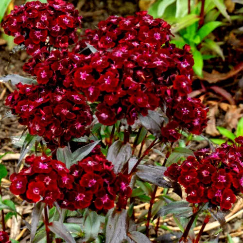 Sweet William Black Adder 100 Seeds