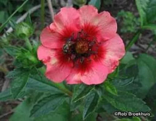 50 Nepal Cinquefoil / Potentilla Nepalensis Pink Red Flower Seeds | www.seedsplantworld.com