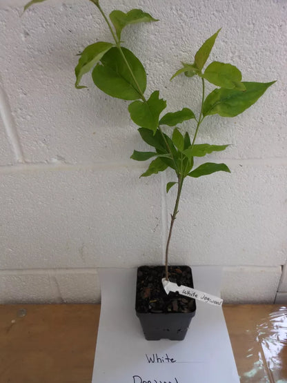 White Dogwood (Cornus-Florida) Live Plant 4" Pot | www.seedsplantworld.com