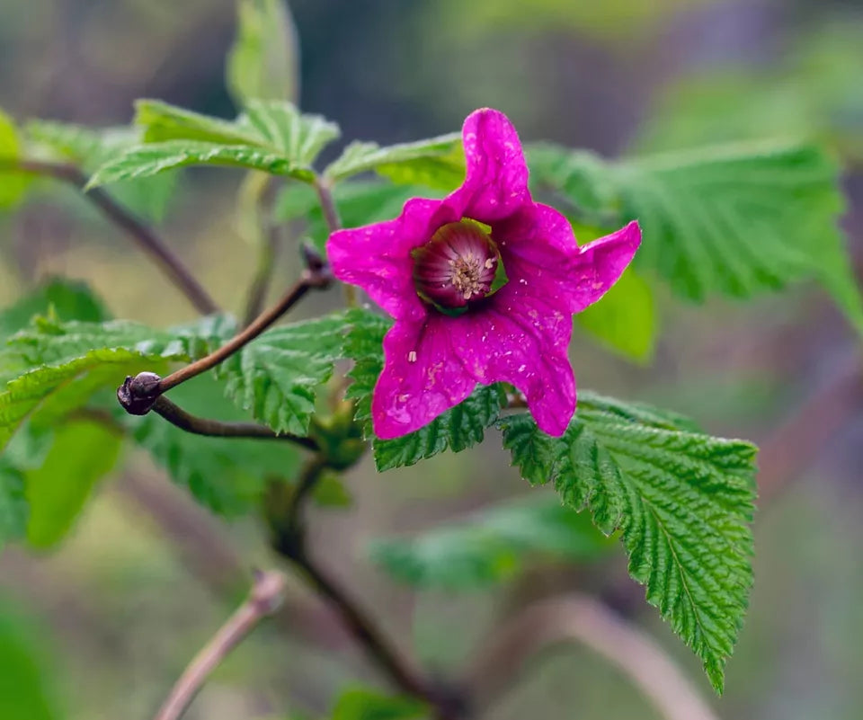 Salmonberry (Rubus Spectabilis) Pink Red Flowers Golden Raspberry Fruit Plants | www.seedsplantworld.com