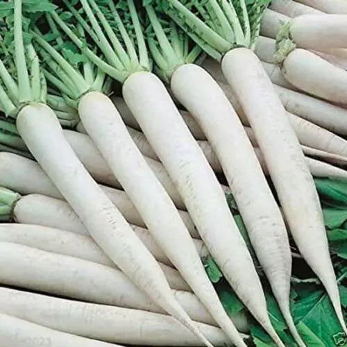 200 White Icicle Radish Seeds Non-GMO Vegetable Seeds | www.seedsplantworld.com