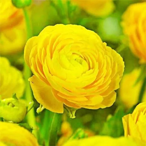 50 Ranunculus Yellow Shades Bulbs Plants